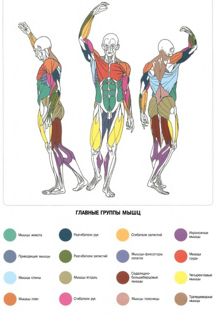 Biology For Bodybuilders Pdf