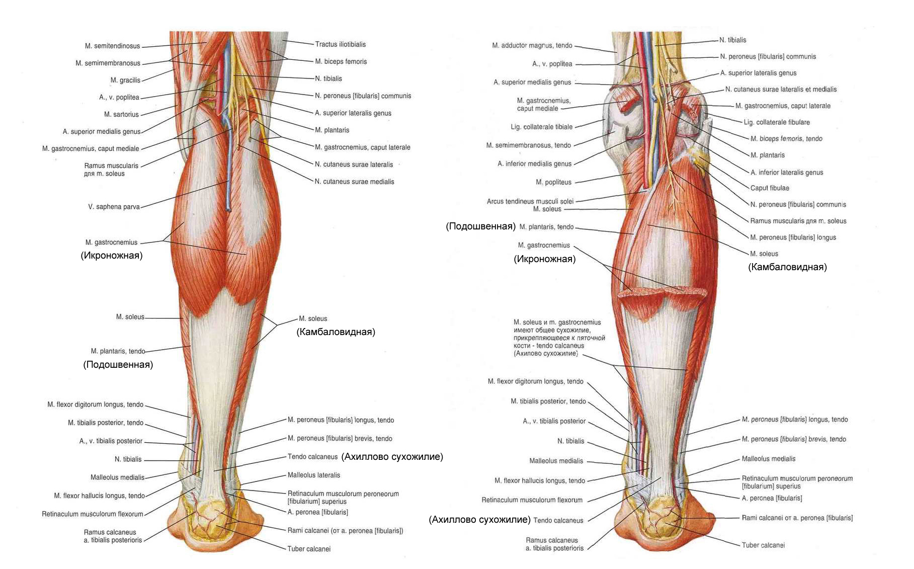 Анатомия икроножной мышцы картинки