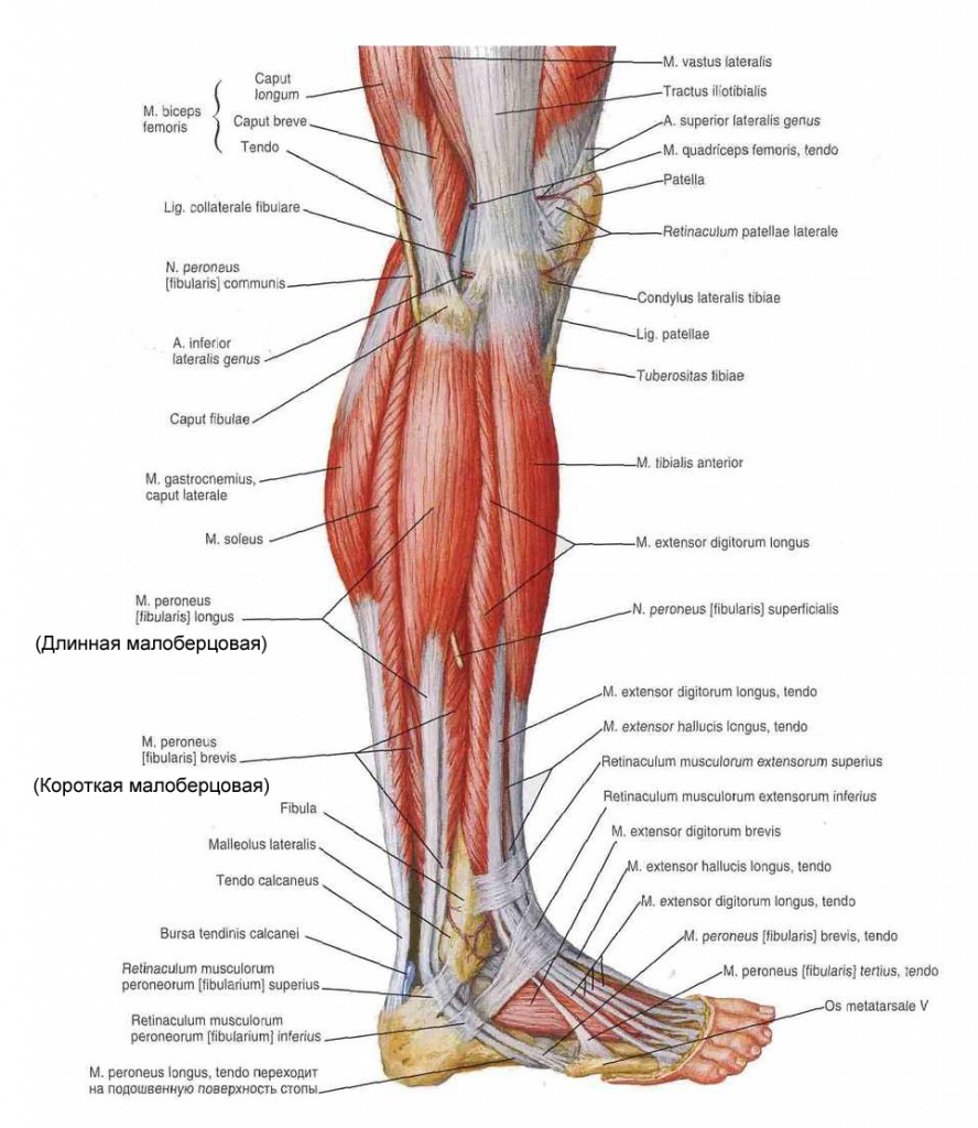 Анатомия голени мышцы связки сухожилия